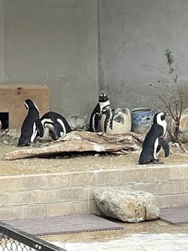 霞ケ浦 どうぶつとみんなのいえに投稿された画像（2025/2/22）