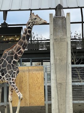 霞ケ浦 どうぶつとみんなのいえに投稿された画像（2025/2/22）