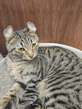 Cat Café MOFF イオンモール木曽川店に投稿された画像（2025/2/22）