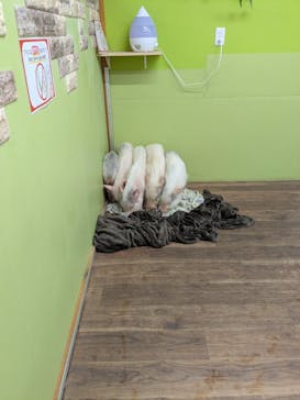 アニタッチ 東京ドームシティに投稿された画像（2025/2/22）