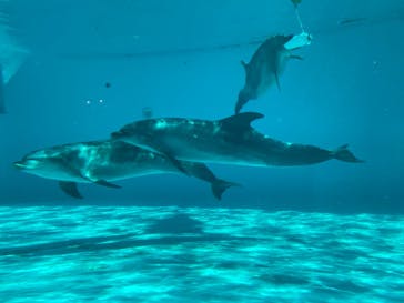 しながわ水族館に投稿された画像（2025/2/22）