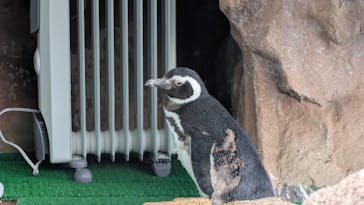 大分マリーンパレス水族館 「うみたまご」に投稿された画像（2025/2/22）