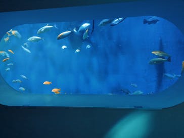 大分マリーンパレス水族館 「うみたまご」に投稿された画像（2025/2/22）