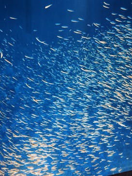 大分マリーンパレス水族館 「うみたまご」に投稿された画像（2025/2/22）