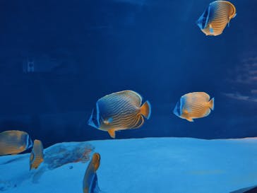 大分マリーンパレス水族館 「うみたまご」に投稿された画像（2025/2/22）