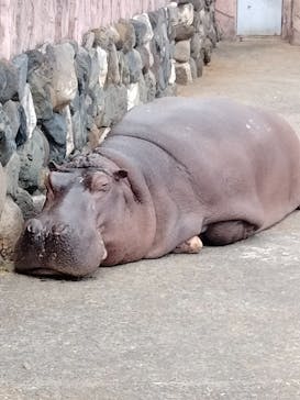 日立市かみね動物園に投稿された画像（2025/2/22）