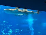 沖縄美ら海水族館に投稿された画像（2025/2/22）