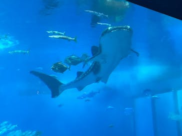沖縄美ら海水族館に投稿された画像（2025/2/22）