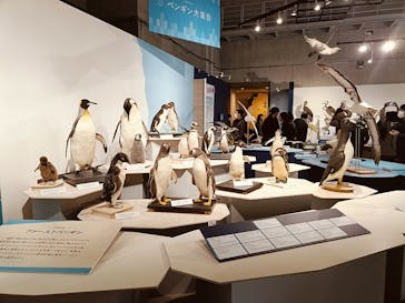 特別展「鳥 ～ゲノム解析が解き明かす新しい鳥類の系統～」国立科学博物館に投稿された画像（2025/2/22）