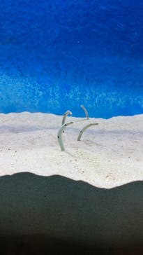 大分マリーンパレス水族館 「うみたまご」に投稿された画像（2025/2/22）