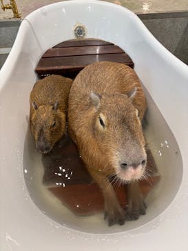 アニタッチ 東京ドームシティに投稿された画像（2025/2/22）