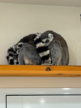 アニタッチ 東京ドームシティに投稿された画像（2025/2/22）