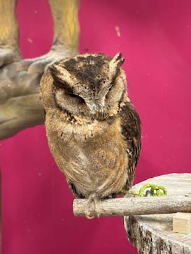 アニタッチ 東京ドームシティに投稿された画像（2025/2/22）