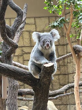 名古屋市東山動植物園に投稿された画像（2025/2/22）