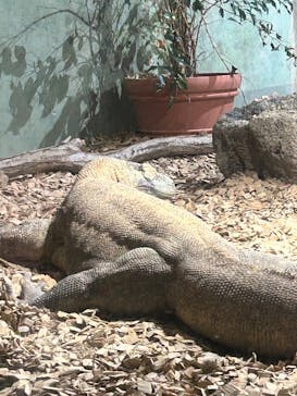 名古屋市東山動植物園に投稿された画像（2025/2/22）