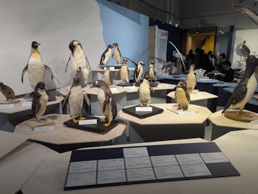 特別展「鳥 ～ゲノム解析が解き明かす新しい鳥類の系統～」国立科学博物館に投稿された画像（2025/2/22）