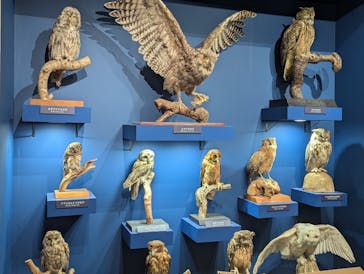 特別展「鳥 ～ゲノム解析が解き明かす新しい鳥類の系統～」国立科学博物館に投稿された画像（2025/2/22）