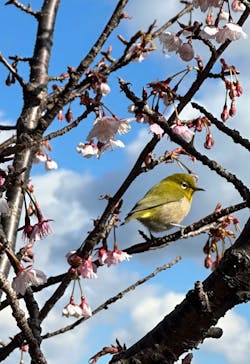 ACAO FORESTに投稿された画像（2025/2/22）