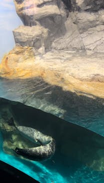 アクアワールド茨城県大洗水族館に投稿された画像（2025/2/22）