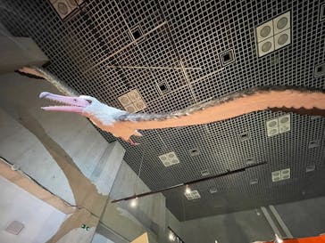 特別展「鳥 ～ゲノム解析が解き明かす新しい鳥類の系統～」国立科学博物館に投稿された画像（2025/2/22）