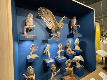 特別展「鳥 ～ゲノム解析が解き明かす新しい鳥類の系統～」国立科学博物館に投稿された画像（2025/2/22）