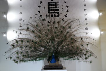 特別展「鳥 ～ゲノム解析が解き明かす新しい鳥類の系統～」国立科学博物館に投稿された画像（2025/2/22）