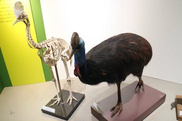 特別展「鳥 ～ゲノム解析が解き明かす新しい鳥類の系統～」国立科学博物館に投稿された画像（2025/2/22）