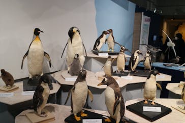 特別展「鳥 ～ゲノム解析が解き明かす新しい鳥類の系統～」国立科学博物館に投稿された画像（2025/2/22）