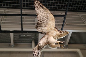 特別展「鳥 ～ゲノム解析が解き明かす新しい鳥類の系統～」国立科学博物館に投稿された画像（2025/2/22）