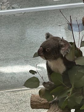 淡路ファームパーク イングランドの丘に投稿された画像（2025/2/22）