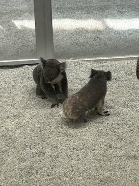 淡路ファームパーク イングランドの丘に投稿された画像（2025/2/22）