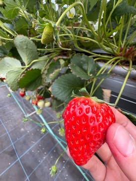 平塚土屋農場に投稿された画像（2025/2/22）