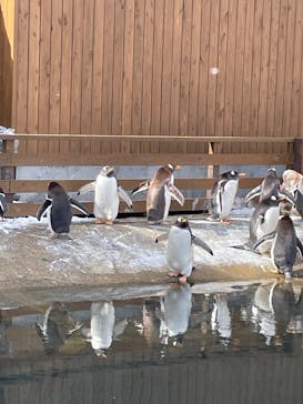 那須どうぶつ王国に投稿された画像（2025/2/22）