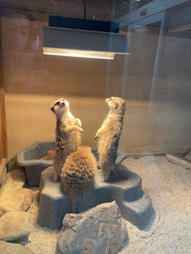 那須どうぶつ王国に投稿された画像（2025/2/22）