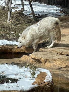 那須どうぶつ王国に投稿された画像（2025/2/22）