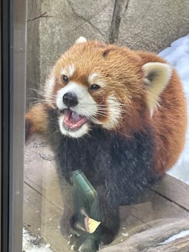 那須どうぶつ王国に投稿された画像（2025/2/22）