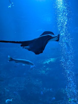 京都水族館に投稿された画像（2025/2/22）