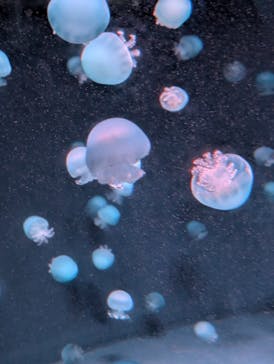 京都水族館に投稿された画像（2025/2/22）