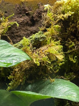 カワスイ 川崎⽔族館に投稿された画像（2025/2/22）