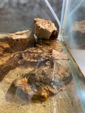 カワスイ 川崎⽔族館に投稿された画像（2025/2/22）