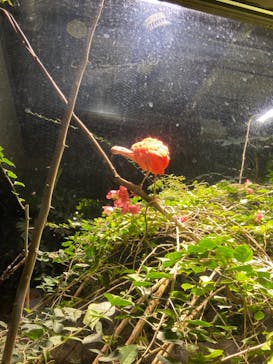 カワスイ 川崎⽔族館に投稿された画像（2025/2/22）