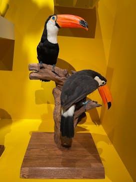 特別展「鳥 ～ゲノム解析が解き明かす新しい鳥類の系統～」国立科学博物館に投稿された画像（2025/2/22）