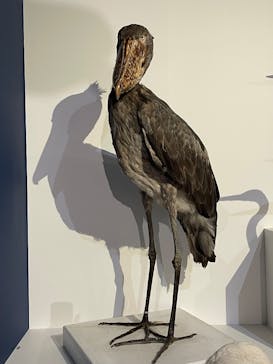 特別展「鳥 ～ゲノム解析が解き明かす新しい鳥類の系統～」国立科学博物館に投稿された画像（2025/2/22）