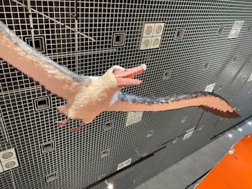 特別展「鳥 ～ゲノム解析が解き明かす新しい鳥類の系統～」国立科学博物館に投稿された画像（2025/2/22）