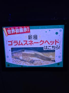 カワスイ 川崎⽔族館に投稿された画像（2025/2/22）