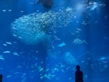 アクアワールド茨城県大洗水族館に投稿された画像（2025/2/23）