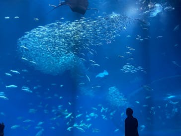 アクアワールド茨城県大洗水族館に投稿された画像（2025/2/22）