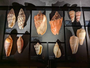 国立科学博物館に投稿された画像（2025/2/22）