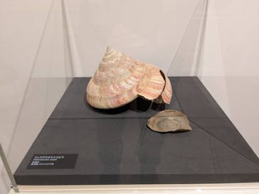 国立科学博物館に投稿された画像（2025/2/22）