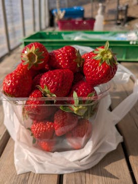 マザー牧場に投稿された画像（2025/2/22）